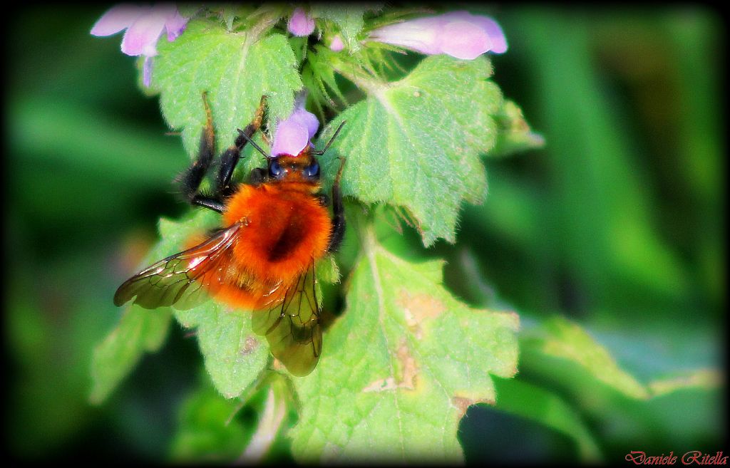 Bombus cfr. pascuorum